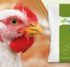 BZPAC 15%, da MCassab, amplia registro para uso terapêutico em aves e suínos