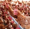 Bem-estar animal ganha protagonismo no acesso a novos mercados