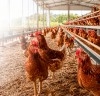 Vacinação executada com precisão técnica e respeito ao manejo é ferramenta de promoção do bem-estar animal