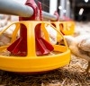 Na avicultura moderna, prevenir é parte da produção