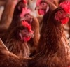 APA, Defesa Agropecuária e Sindicato Rural de Bastos promovem encontro técnico sobre produção de ovos