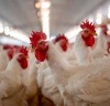 Dia da Avicultura: tecnologia e sanidade acompanham uma cadeia que produz milhões e conquista o mundo