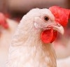 MSD Saúde Animal reúne especialistas internacionais para série de webinars sobre avicultura e vacinação