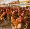 Santa Maria de Jetibá, no Espírito Santo, mantém a liderança brasileira na produção de ovos