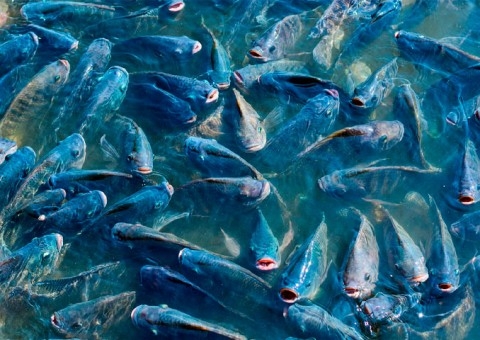 Quimtia Brasil lança solução para impulsionar a criação de tilápias no Brasil