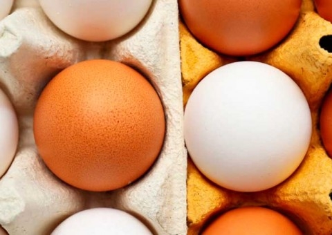 Exportações de ovos crescem 16,3% em fevereiro, informa ABPA