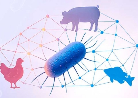 Controle de Salmonella e exigências internacionais ganham importância estratégica na produção animal