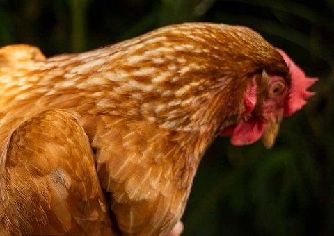 Os mitos sobre a Bronquite Infecciosa das Aves, uma ameaça à rentabilidade e produtividade do setor