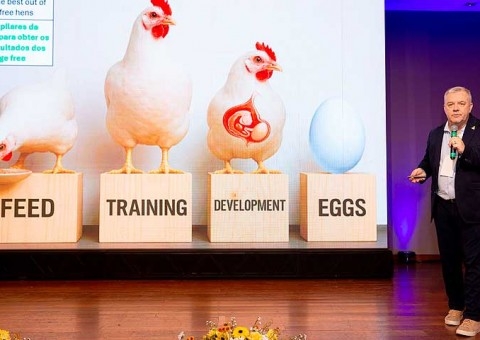 Cage free: eficiência na postura moderna depende da integração entre genética, nutrição, manejo e sistemas de produção