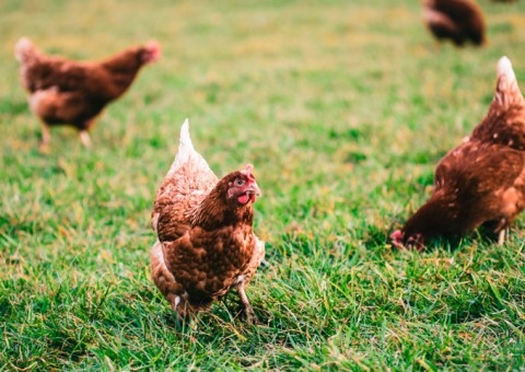 Bem-estar animal ganha protagonismo no acesso a novos mercados