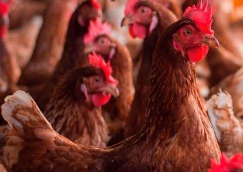 APA, Defesa Agropecuária e Sindicato Rural de Bastos promovem encontro técnico sobre produção de ovos