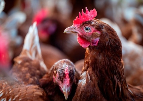 O custo invisível dos ectoparasitas: quantos ovos sua granja está perdendo?