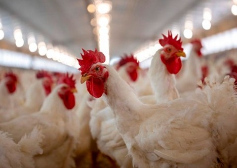 Dia da Avicultura: tecnologia e sanidade acompanham uma cadeia que produz milhões e conquista o mundo