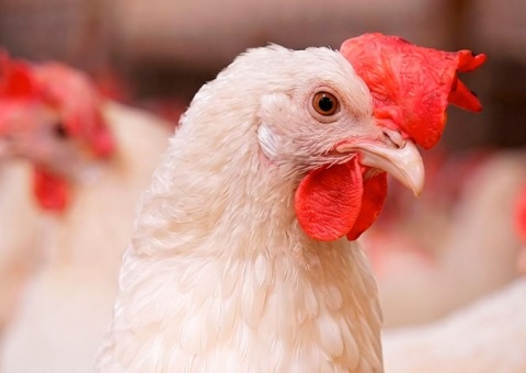 MSD Saúde Animal reúne especialistas internacionais para série de webinars sobre avicultura e vacinação