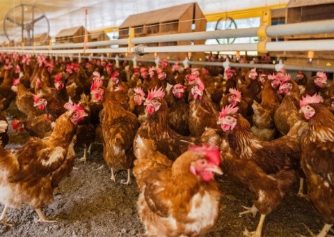 Santa Maria de Jetibá, no Espírito Santo, mantém a liderança brasileira na produção de ovos