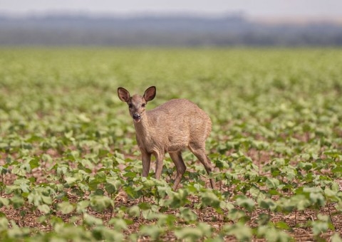 Projeto Patas do Cerrado transforma fotos em ferramenta de educação ambiental nas fazendas do Grupo Bom Jesus