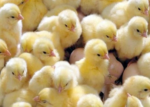 Brasil vai exportar material genético avícola para a Arábia Saudita