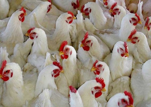 Paraná alcança terceira maior marca de abate de frango da história