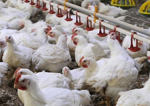 Brasil exporta 322,1 mil toneladas de carne de frango em novembro