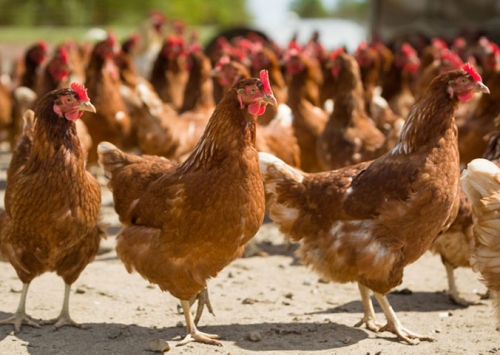 Portugal cria Associação de Ciência Avícola