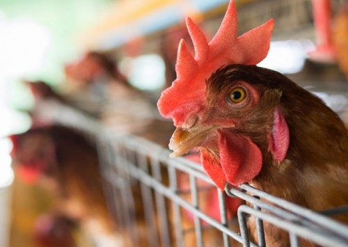 Estados Unidos reportam novo caso de Newcastle, na Califórnia