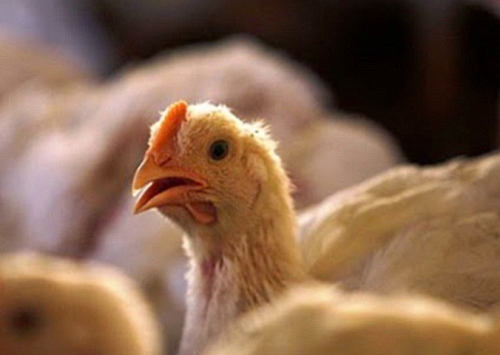 México registra caso de influenza aviária de alta patogenicidade