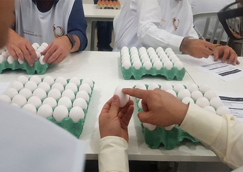 Concurso de Qualidade de Ovos de Bastos 2019 será no dia 17 de julho