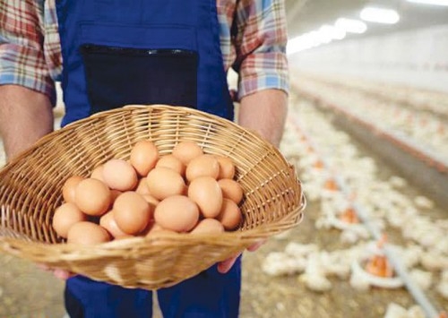 Nova fonte de ômega 3 DHA pode ser a chave para enriquecimento de ovos de forma saudável e acessível