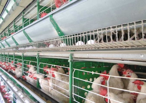 No Espírito Santo, avicultura sofre com as altas nos preços dos insumos