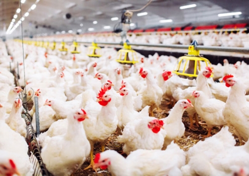 Empresas de frangos e suínos sofrem com quarentena e contágio nos EUA