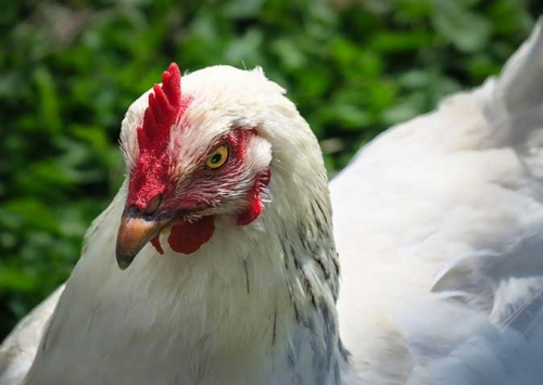 Austrália reporta a OIE surto de influenza aviária