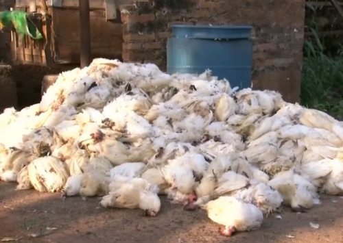 Onda de calor provoca morte de aves e aumento no preço dos ovos em Bastos (SP)