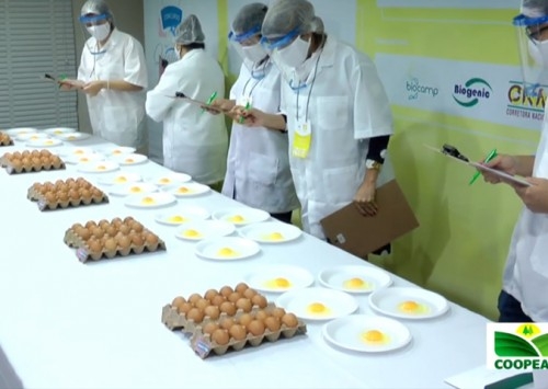 Avicultura capixaba comemora Dia do Ovo 2020 com dois concursos de qualidade de ovos