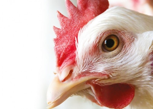 A proteção de galinhas para a doença de Gumboro