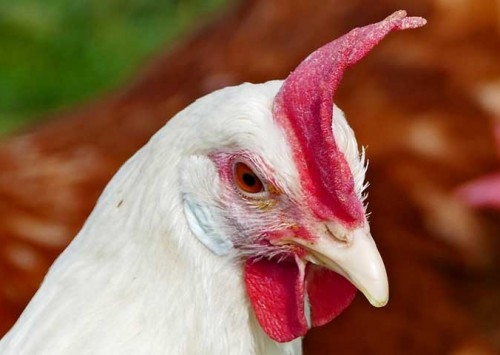 Produção e sanidade avícola são temas do curso teórico do XVII Simpropira