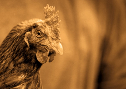 Influenza aviária leva alguns países a abater aves