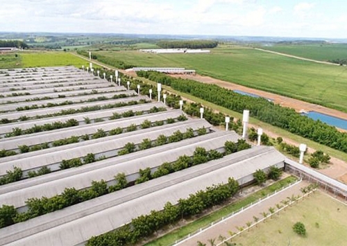 Grupo Josidith lança campanha sobre tradição e qualidade de seus ovos