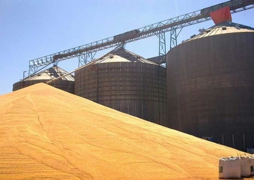 Avicultura do Paraná alerta: pode faltar milho para o setor