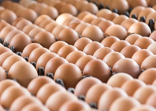 ABPA celebra vendas de ovos in natura para Argentina e Chile