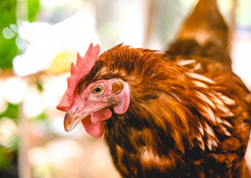 APA e CDA realizam curso de capacitação sanitária em doenças avícolas