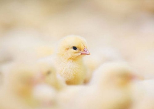 Japão abre mercado para a genética avícola do Brasil