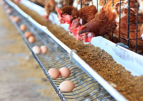 Suplementação de cálcio: essencial para a casca do ovo e a saúde óssea da ave