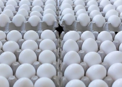 Exportações de ovos iniciam 2022 com alta de 42,6%, indica ABPA