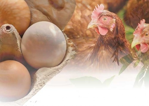 MCassab destaca a importância dos eubióticos para os ovos comerciais