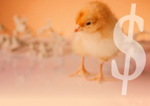 Como o produtor pode aumentar a lucratividade na produção avícola?
