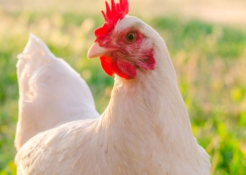 Estudo comprova que imunizante da MSD Saúde Animal protege contra nova cepa de bronquite infecciosa aviária