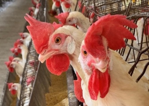 Trouw Nutrition destacou nutrição de precisão na Feira de Avicultura do Nordeste