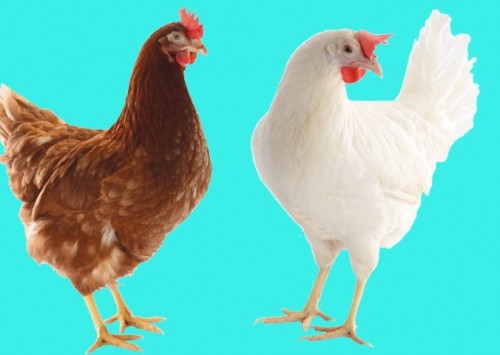 Aves da H&N Avicultura são destaque no Concurso de Qualidade de Ovos de Bastos (SP)