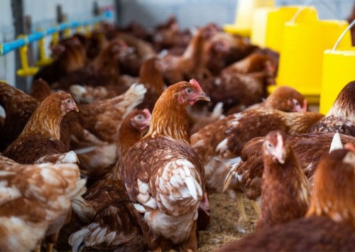 Minas Gerais aprova lei com medidas mais rígidas para conter a influenza aviária