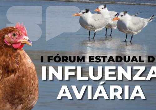 São Paulo realiza I Fórum Estadual para debater a influenza aviária